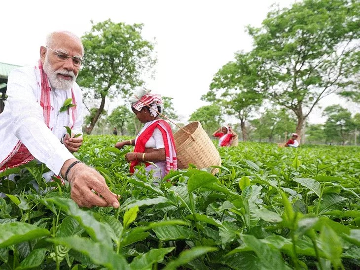 पीएम मोदी ने असम के चाय बगान में पत्ती तोड़ी:महिला कामगारों के साथ सेल्फी ली; केरलम में राहुल ने बस में सफर किया