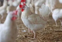 तेलंगाना में आज से 50000 चिकन की दुकानें बंद, जानिए क्यों लिया गया ये फैसला