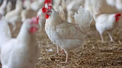 तेलंगाना में आज से 50000 चिकन की दुकानें बंद, जानिए क्यों लिया गया ये फैसला