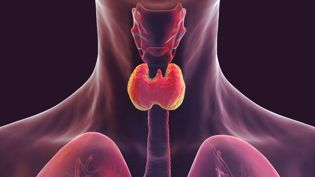 Thyroid Patients Alert: ये फूड्स कर सकते हैं नुकसान, तुरंत करें परहेज Thyroid Patients Alert: ये फूड्स कर सकते हैं नुकसान, तुरंत करें परहेज