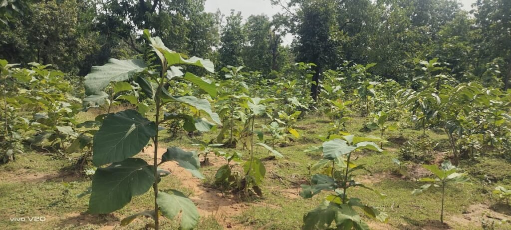 बिलासपुर में वन विकास निगम की हरित क्रांति, 5 वर्षों में रोपे गए 27 लाख से अधिक पौधे, 951 हेक्टेयर से अधिक क्षेत्र में फैला हरित आवरण बिलासपुर में वन विकास निगम की हरित क्रांति, 5 वर्षों में रोपे गए 27 लाख से अधिक पौधे, 951 हेक्टेयर से अधिक क्षेत्र में फैला हरित आवरण