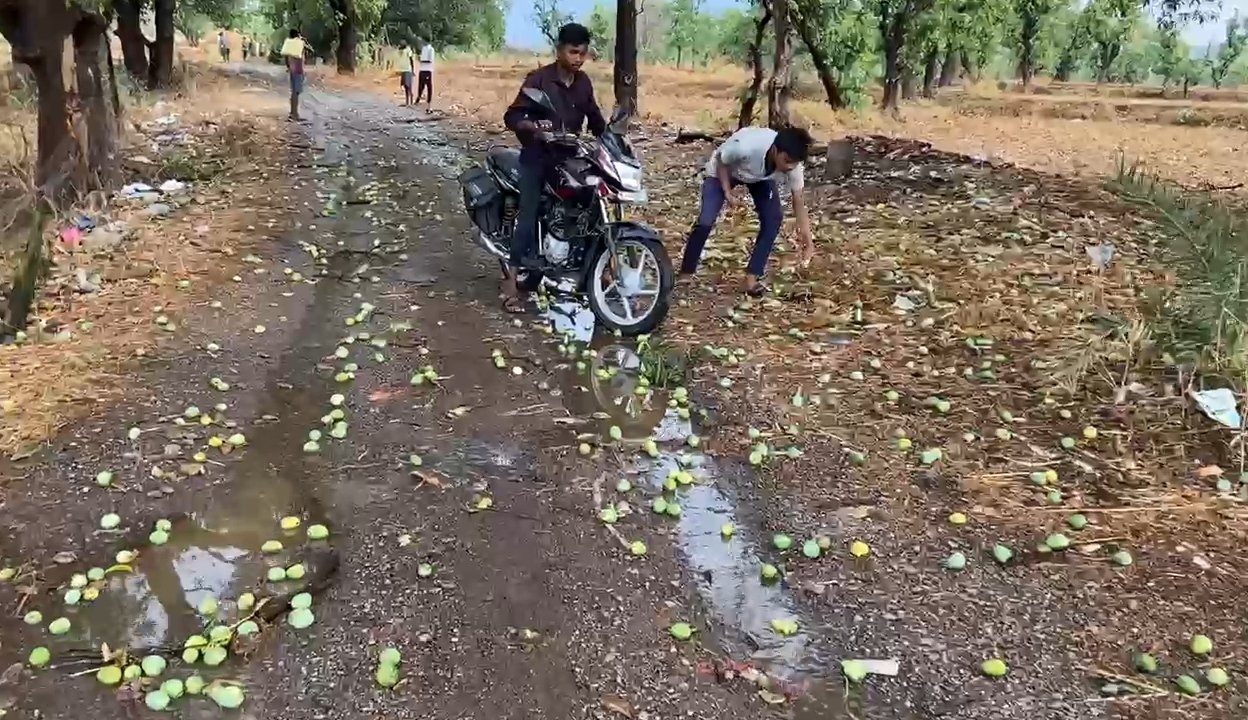मोहला-मानपुर में बदला मौसम, आंधी-बारिश से पेड़ गिरे, आम की फसल को नुकसान