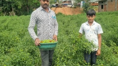 बिना केमिकल, बंपर मुनाफा: डोलनारायण की जैविक मिर्च ने बाजार में मचाई धूम