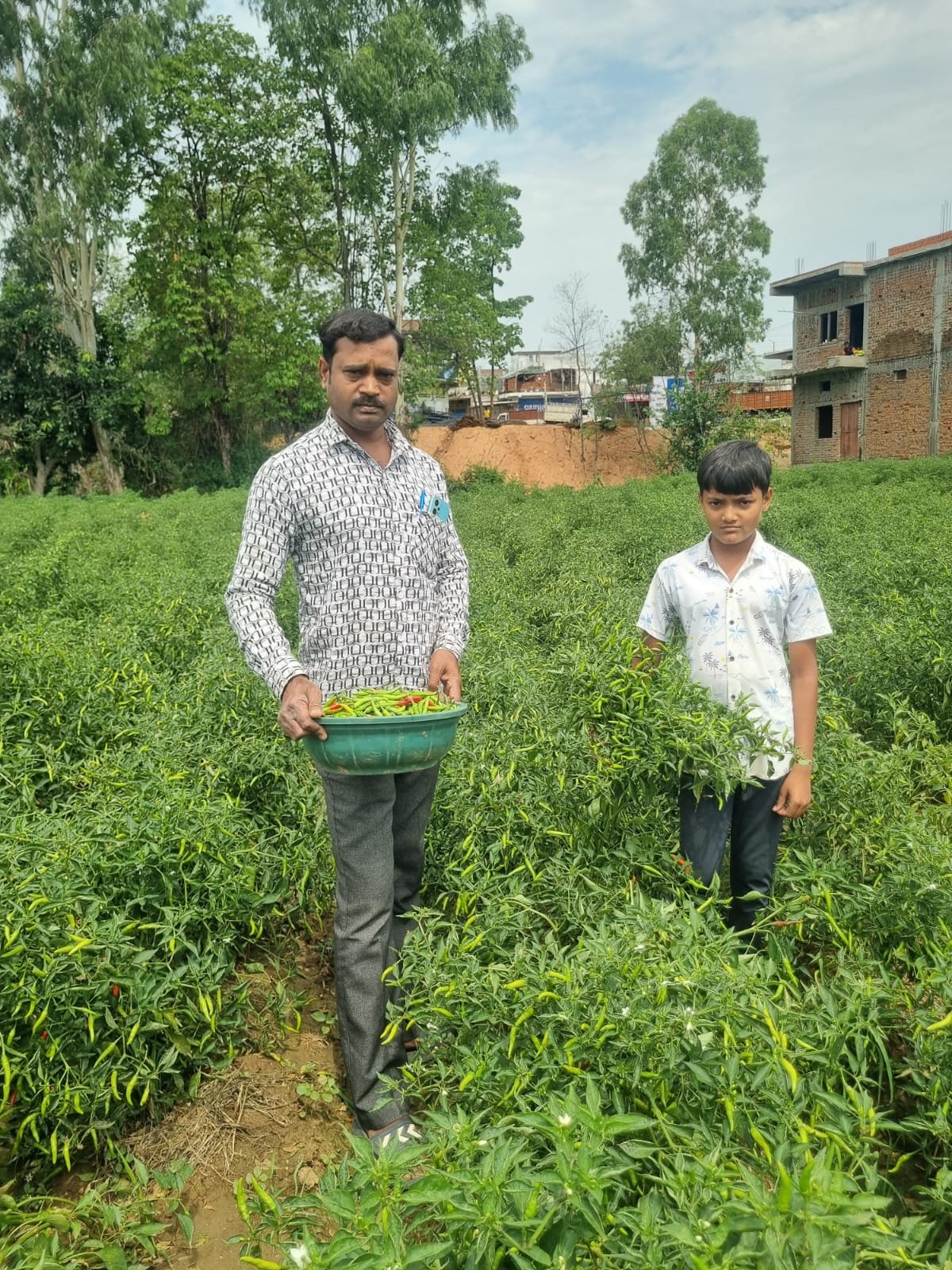 बिना केमिकल, बंपर मुनाफा: डोलनारायण की जैविक मिर्च ने बाजार में मचाई धूम बिना केमिकल, बंपर मुनाफा: डोलनारायण की जैविक मिर्च ने बाजार में मचाई धूम