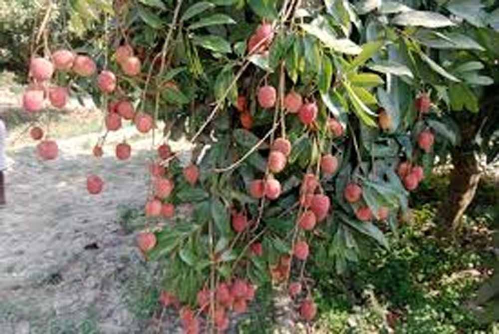 किसानों की समस्या पर केंद्रीय कृषि मंत्री शिवराज सिंह चौहान ने दिए तत्काल जांच के आदेश