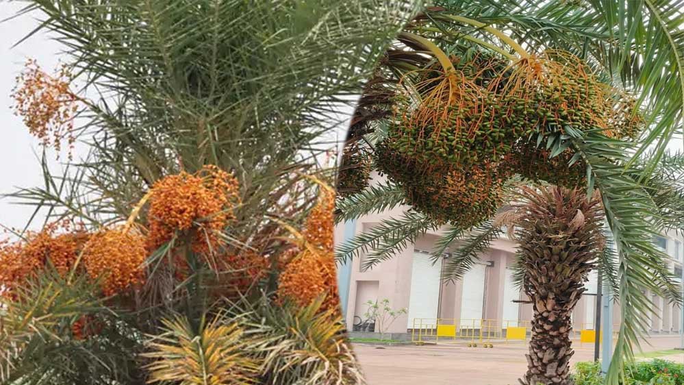 रायपुर: छिंद के बीजों से तैयार हर्बल कॉफी, बस्तर की वैश्विक पहचान बनी रायपुर: छिंद के बीजों से तैयार हर्बल कॉफी, बस्तर की वैश्विक पहचान बनी