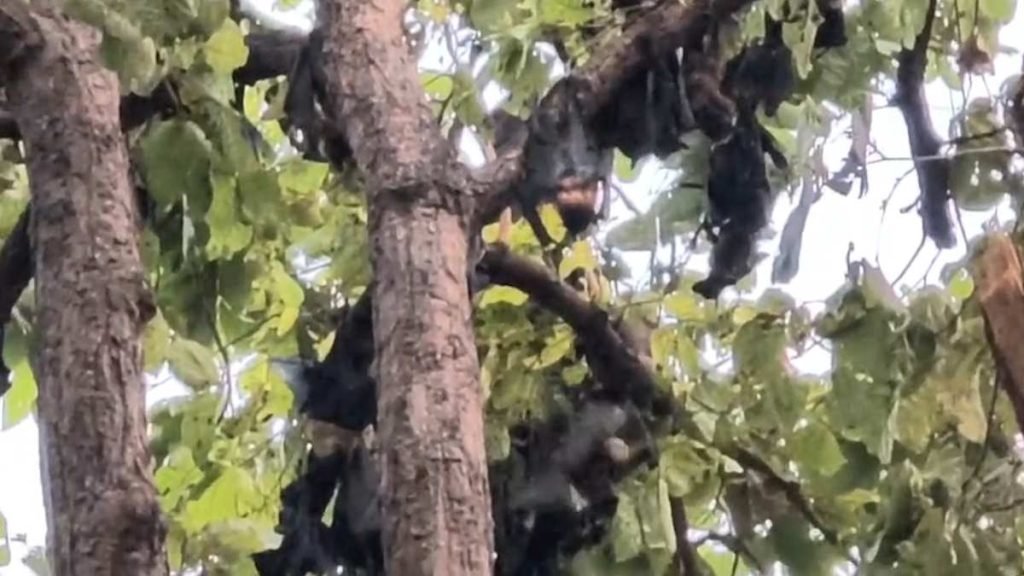 41 डिग्री तापमान बना जानलेवा: वाड्रफनगर में चमगादड़ों की लगातार मौत, जांच में जुटा प्रशासन