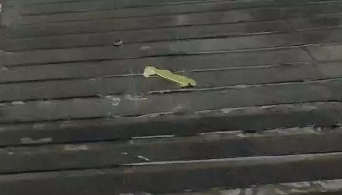 बंगाल के मौसम सिस्टम का असर, छत्तीसगढ़ में बदला मौसम: रायपुर-बिलासपुर में बारिश और तेज हवाएं, 16 मई से बढ़ सकती है गर्मी बंगाल के मौसम सिस्टम का असर, छत्तीसगढ़ में बदला मौसम: रायपुर-बिलासपुर में बारिश और तेज हवाएं, 16 मई से बढ़ सकती है गर्मी