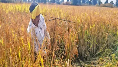संजीवनी धान की बढ़ी मांग: कैंसर और खून की कमी से बचाव के लिए किसान कर रहे औषधीय खेती संजीवनी धान की बढ़ी मांग: कैंसर और खून की कमी से बचाव के लिए किसान कर रहे औषधीय खेती