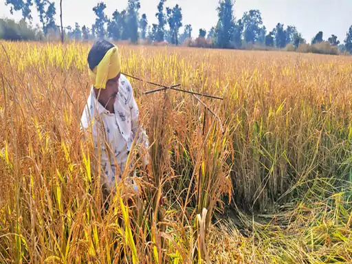 संजीवनी धान की बढ़ी मांग: कैंसर और खून की कमी से बचाव के लिए किसान कर रहे औषधीय खेती