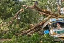 जगदलपुर-सुकमा नेशनल हाईवे पर बड़ा हादसा: चलती ट्रक पर गिरा विशाल पेड़, घंटों थमा यातायात