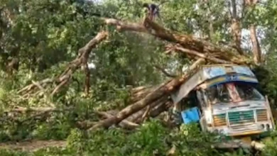 जगदलपुर-सुकमा नेशनल हाईवे पर बड़ा हादसा: चलती ट्रक पर गिरा विशाल पेड़, घंटों थमा यातायात