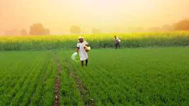 बारिश-सूखा से फसल खराब होने पर नहीं होगा नुकसान, फसल बीमा बनेगा किसानों की ढाल