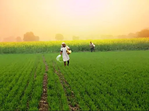 बारिश-सूखा से फसल खराब होने पर नहीं होगा नुकसान, फसल बीमा बनेगा किसानों की ढाल