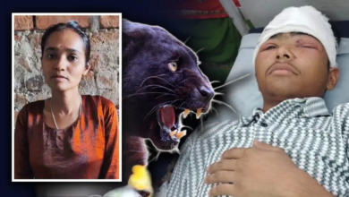 भाई को बचाने के लिए पैंथर से भिड़ गई बहन, जबड़े से खींचकर बचाई जान