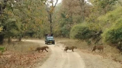 छत्तीसगढ़ के जंगल आज से पर्यटकों के लिए बंद, 2 अक्टूबर से फिर खुलेंगे सफारी के द्वार छत्तीसगढ़ के जंगल आज से पर्यटकों के लिए बंद, 2 अक्टूबर से फिर खुलेंगे सफारी के द्वार