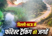 चारों तरफ हरियाली…दिल्ली-एनसीआर में हैं ये 5 जंगल ट्रैक, वीकेंड के लिए बेस्ट