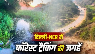 चारों तरफ हरियाली…दिल्ली-एनसीआर में हैं ये 5 जंगल ट्रैक, वीकेंड के लिए बेस्ट चारों तरफ हरियाली…दिल्ली-एनसीआर में हैं ये 5 जंगल ट्रैक, वीकेंड के लिए बेस्ट