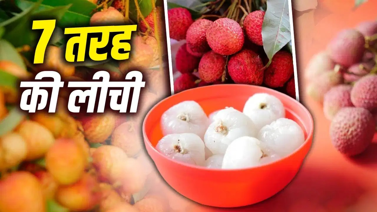 शाही से लेकर बेदाना तक…भारत में उगाई जाती हैं ये 7 तरह की लीची