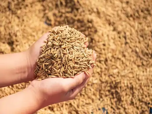 धान की उन्नत किस्मों से बढ़ेगी पैदावार, विशेषज्ञों ने किसानों को दिए सही बीज चयन के सुझाव धान की उन्नत किस्मों से बढ़ेगी पैदावार, विशेषज्ञों ने किसानों को दिए सही बीज चयन के सुझाव