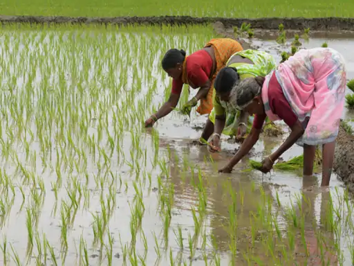 धान की खेती में नई तकनीक का बढ़ता इस्तेमाल: डीएसआर और लाइन बोनी से लागत में 40% तक कमी, उत्पादन में बढ़ोतरी