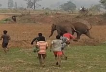 हाथियों के साथ खिलवाड़ पड़ा भारी, पत्थरबाजी और पटाखों से मचाई अफरा-तफरी, कार्रवाई की तैयारी