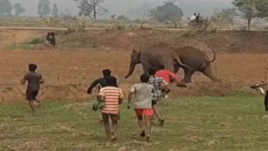 हाथियों के साथ खिलवाड़ पड़ा भारी, पत्थरबाजी और पटाखों से मचाई अफरा-तफरी, कार्रवाई की तैयारी