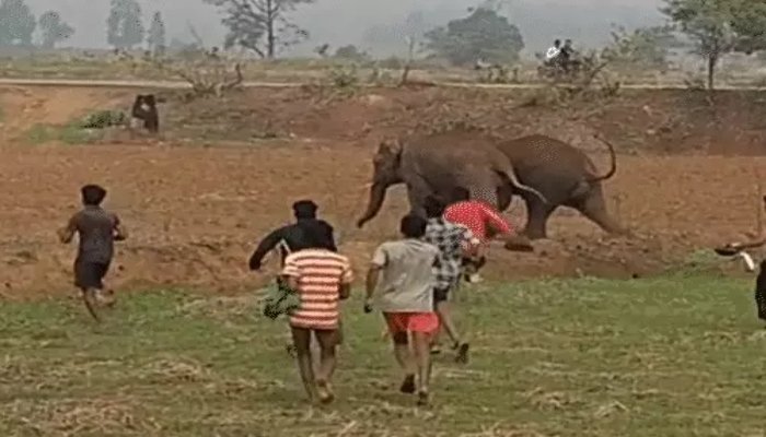 हाथियों के साथ खिलवाड़ पड़ा भारी, पत्थरबाजी और पटाखों से मचाई अफरा-तफरी, कार्रवाई की तैयारी