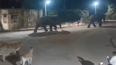 मरवाही में रिहायशी इलाके तक पहुंचे हाथियों का दल, वन विभाग ने जारी किया अलर्ट मरवाही में रिहायशी इलाके तक पहुंचे हाथियों का दल, वन विभाग ने जारी किया अलर्ट