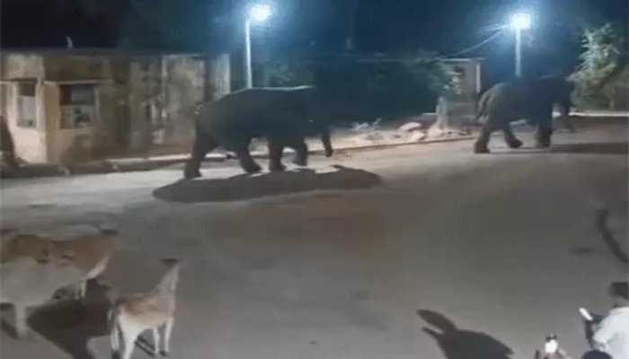मरवाही में रिहायशी इलाके तक पहुंचे हाथियों का दल, वन विभाग ने जारी किया अलर्ट मरवाही में रिहायशी इलाके तक पहुंचे हाथियों का दल, वन विभाग ने जारी किया अलर्ट