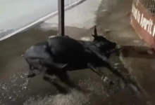 कोरबा में करंट से मवेशी की मौत:अधिकारियों ने नहीं उठाया फोन, लो वोल्टेज और अघोषित कटौती से भी परेशान हैं शहरवासी