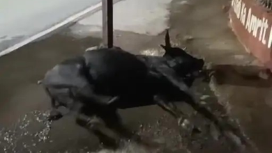 कोरबा में करंट से मवेशी की मौत:अधिकारियों ने नहीं उठाया फोन, लो वोल्टेज और अघोषित कटौती से भी परेशान हैं शहरवासी