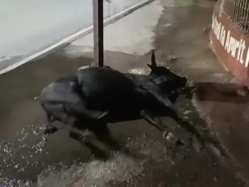 कोरबा में करंट से मवेशी की मौत:अधिकारियों ने नहीं उठाया फोन, लो वोल्टेज और अघोषित कटौती से भी परेशान हैं शहरवासी कोरबा में करंट से मवेशी की मौत:अधिकारियों ने नहीं उठाया फोन, लो वोल्टेज और अघोषित कटौती से भी परेशान हैं शहरवासी