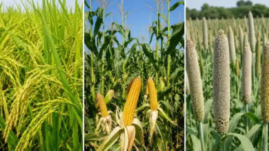 मानसून 7 दिन लेट: औसत बारिश 10% कम रहने के आसार, विशेषज्ञों ने किसानों को दी बुवाई टालने की सलाह