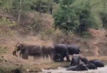 कटघोरा में गजराजों की मस्ती, पानी में खेलते और मिट्टी से नहाते दिखे 13 हाथी