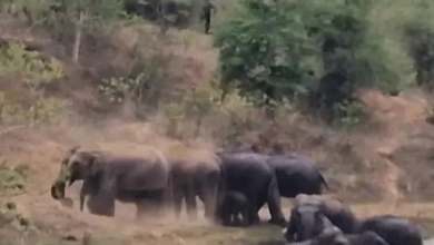 कटघोरा में गजराजों की मस्ती, पानी में खेलते और मिट्टी से नहाते दिखे 13 हाथी