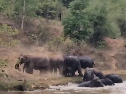 कटघोरा में गजराजों की मस्ती, पानी में खेलते और मिट्टी से नहाते दिखे 13 हाथी