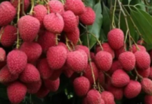 बिहार में लीची किसानों के लिए जरूरी सलाह, तुड़ाई के बाद की गई छोटी से गलती घटा देती है पैदावार