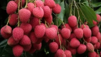 बिहार में लीची किसानों के लिए जरूरी सलाह, तुड़ाई के बाद की गई छोटी से गलती घटा देती है पैदावार