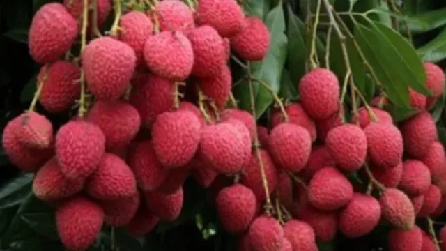 बिहार में लीची किसानों के लिए जरूरी सलाह, तुड़ाई के बाद की गई छोटी से गलती घटा देती है पैदावार