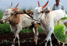 खरीफ बुवाई पर महाराष्ट्र सरकार की किसानों को सलाह, जल्दबाजी न करें, मिट्टी पूरी तरह नम होने पर ही बोएं फसल