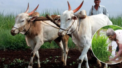 खरीफ बुवाई पर महाराष्ट्र सरकार की किसानों को सलाह, जल्दबाजी न करें, मिट्टी पूरी तरह नम होने पर ही बोएं फसल