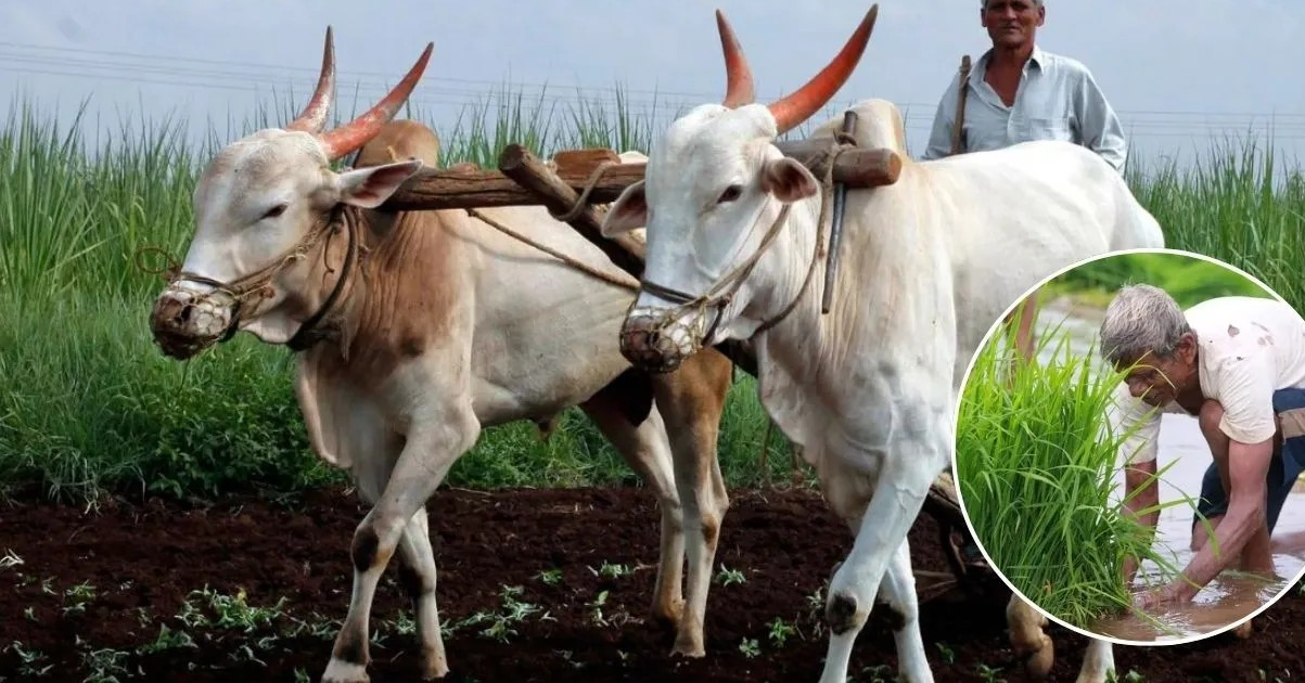 खरीफ बुवाई पर महाराष्ट्र सरकार की किसानों को सलाह, जल्दबाजी न करें, मिट्टी पूरी तरह नम होने पर ही बोएं फसल