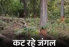 अबूझमाड़ में जंगलों पर चली कुल्हाड़ी, सरकारी पट्टा पाने के लिए हो रही कटाई
