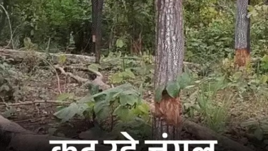 अबूझमाड़ में जंगलों पर चली कुल्हाड़ी, सरकारी पट्टा पाने के लिए हो रही कटाई