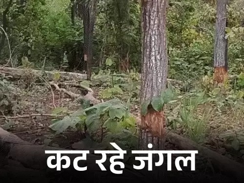 अबूझमाड़ में जंगलों पर चली कुल्हाड़ी, सरकारी पट्टा पाने के लिए हो रही कटाई