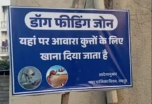 रायपुर में स्ट्रीट डॉग्स के लिए बने फीडिंग जोन, 70 वार्डों में लगाए गए सूचना बोर्ड