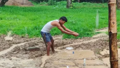देशी धान की विरासत बचाने में जुटा किसान, आधे एकड़ खेत में संरक्षित की 76 पारंपरिक किस्में