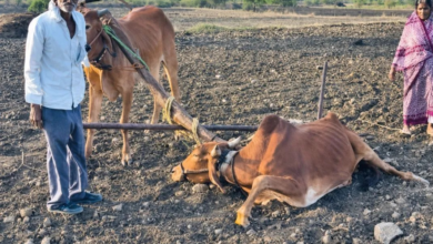 सीएम फडणवीस ने दिया बीमार बैल, अब फिर बैल की जगह पत्नी जोतेगी खेत? कम नहीं हो रही किसान की मुश्किलें