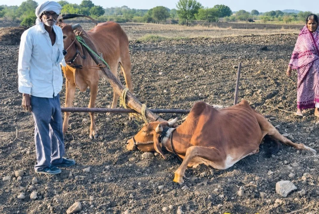 सीएम फडणवीस ने दिया बीमार बैल, अब फिर बैल की जगह पत्नी जोतेगी खेत? कम नहीं हो रही किसान की मुश्किलें
